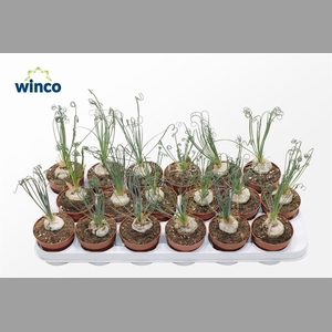 ALBUCA  FRIZ SIZZLE