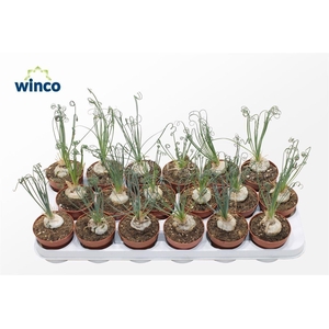 ALBUCA  FRIZ SIZZLE