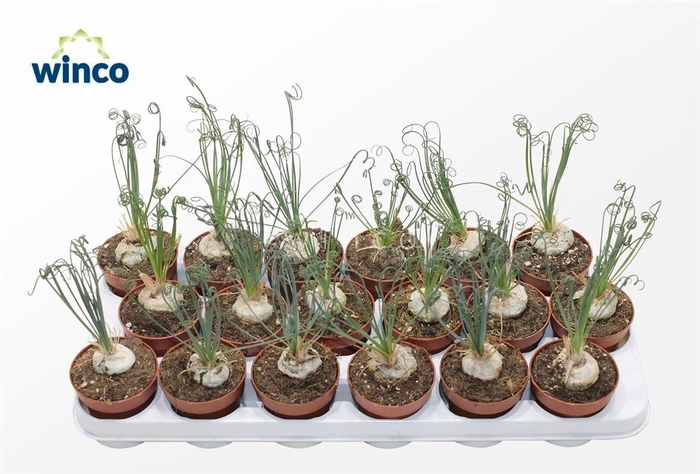 <h4>ALBUCA  FRIZ SIZZLE</h4>