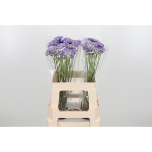 Scab At Lavend Scoop