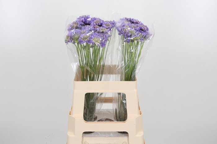 <h4>Scab At Lavend Scoop</h4>