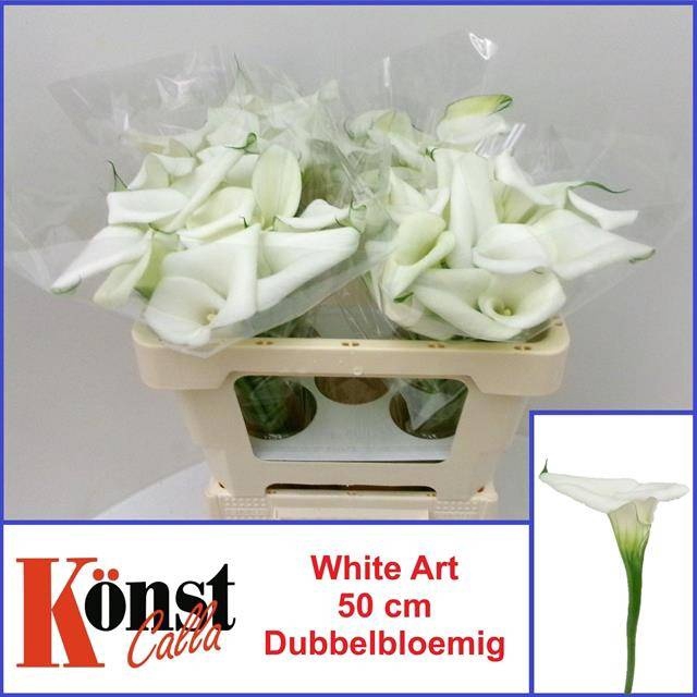 <h4>ZANT WHITE ART</h4>
