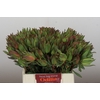 Leucadendron Highlight