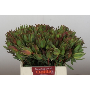 Leucadendron Highlight