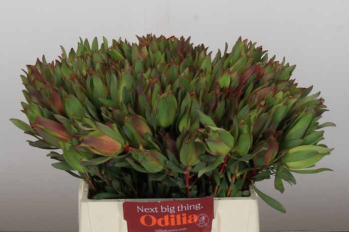 Leucadendron Highlight