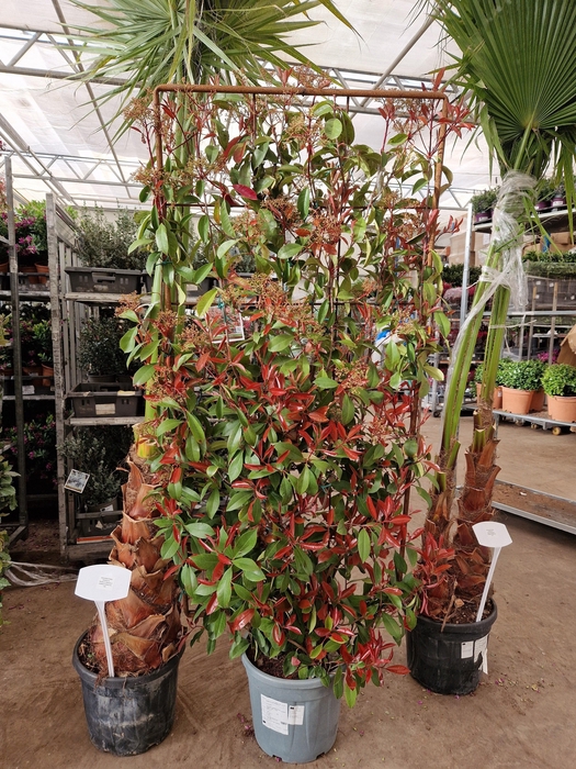 <h4>PHOT FR RED ROBIN</h4>