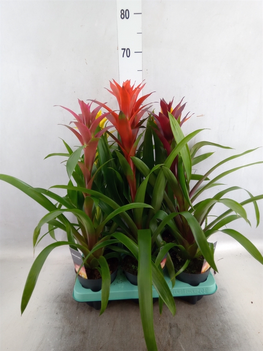 <h4>Guzmania   ...mix</h4>