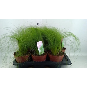 Stipa tenuifolia