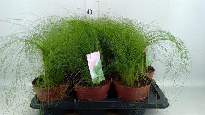 <h4>Stipa tenuifolia</h4>