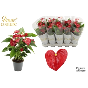 Anthurium 12 cm Micra in Haute Couture sleeve