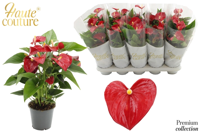 <h4>Anthurium 12 cm Micra in Haute Couture sleeve</h4>
