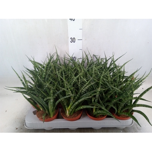 Sansevieria  'Fernwood'