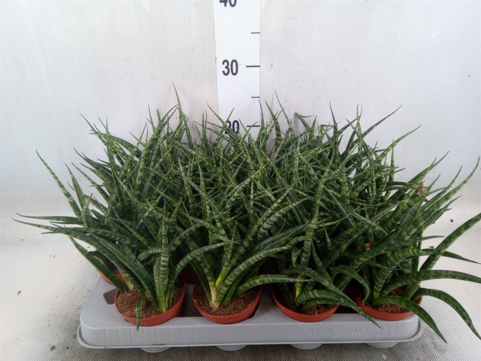 <h4>Sansevieria  'Fernwood'</h4>
