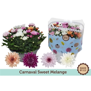 Chrysant Carnaval Sweet Melange