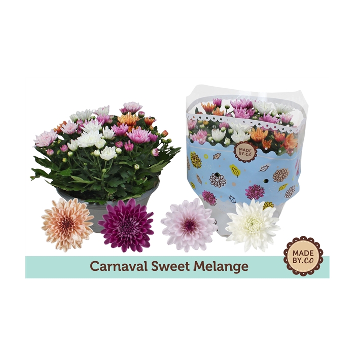 <h4>Chrysant Carnaval Sweet Melange</h4>