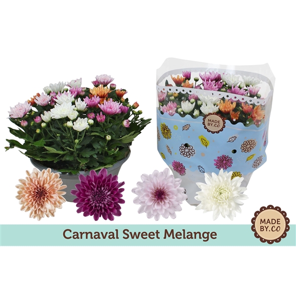 <h4>Chrysant Carnaval Sweet Melange</h4>