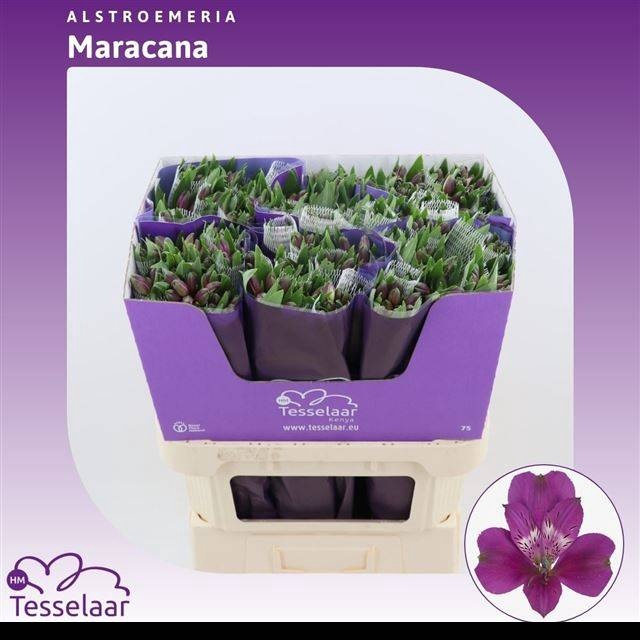<h4>ALSTR MARACANA</h4>