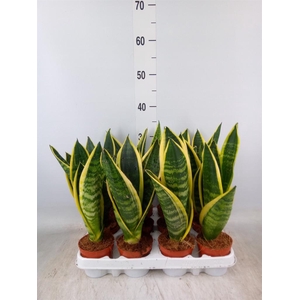 Sansevieria trifa. 'Futura Superba'