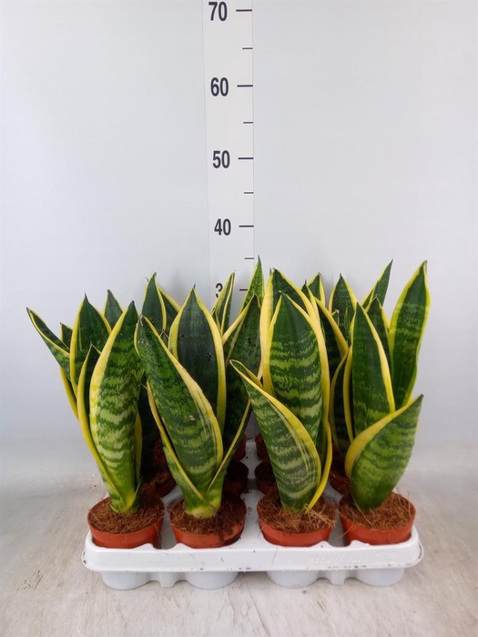 <h4>Sansevieria trifa. 'Futura Superba'</h4>