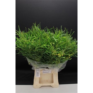 Mimosa Floribunda 200gr