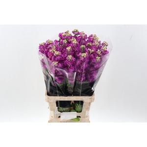 Matth Stox Deep Rose