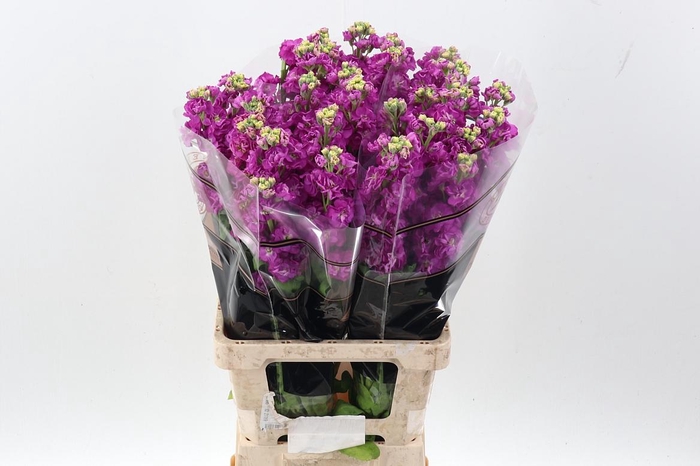 <h4>Matth Stox Deep Rose</h4>