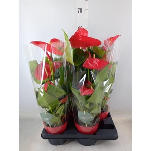 Anthurium andr. 'Minnesota'