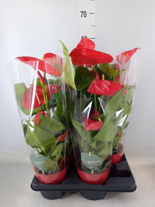 <h4>Anthurium andr. 'Minnesota'</h4>