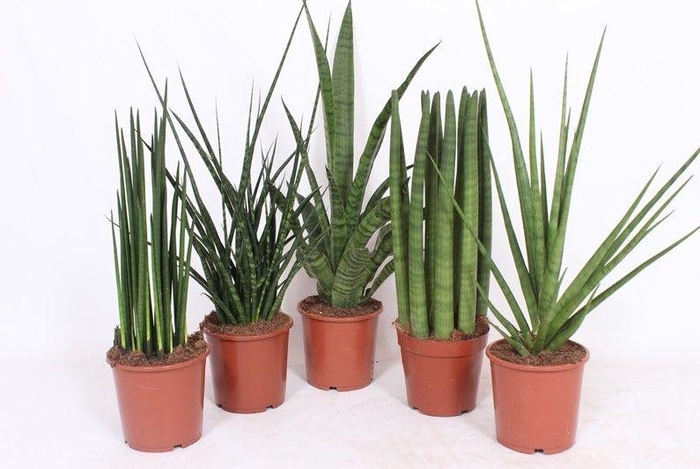 <h4>Sansevieria Luxe mix</h4>