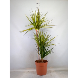 Dracaena marg.   ..mix 3