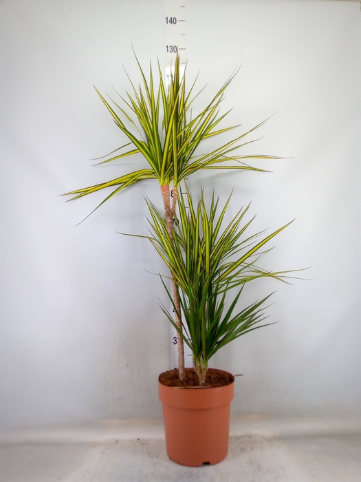 <h4>Dracaena marg.   ..mix 3</h4>