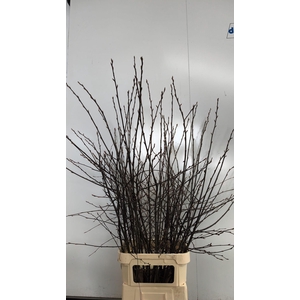 AMELANCHIER LAMARCKI(KRENTENBLOESEM)