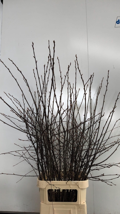 AMELANCHIER LAMARCKI(KRENTENBLOESEM)