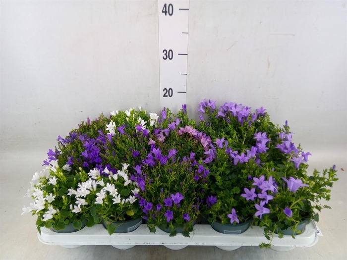 <h4>Campanula porten.</h4>