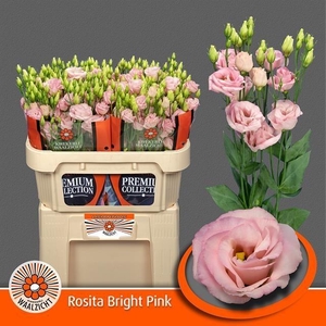 Lisianthus do rosita bright pink