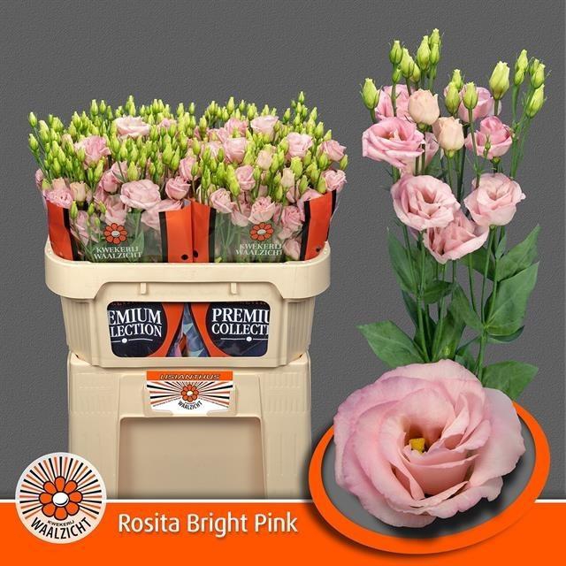 <h4>Lisianthus do rosita bright pink</h4>