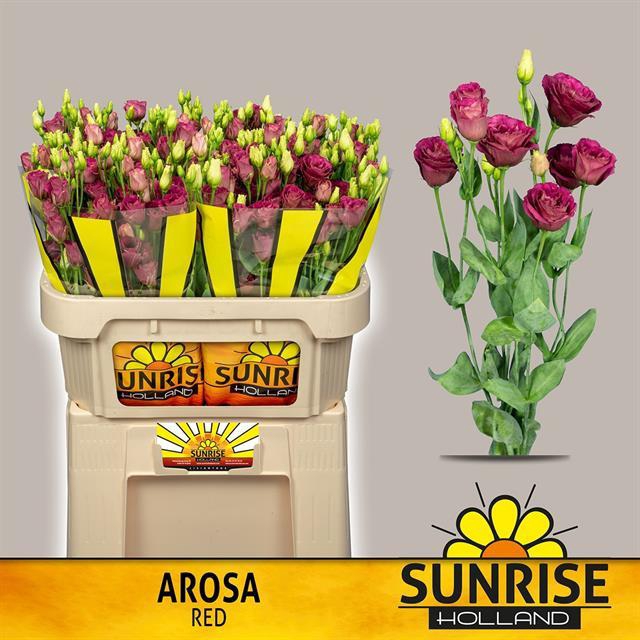 EUS G AROSA RED