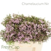 Chamelaucium Nir