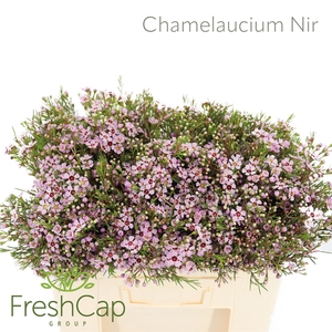 Chamelaucium Nir
