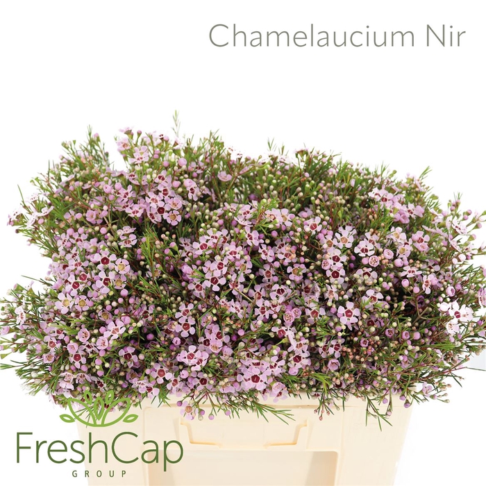 <h4>Chamelaucium Nir</h4>