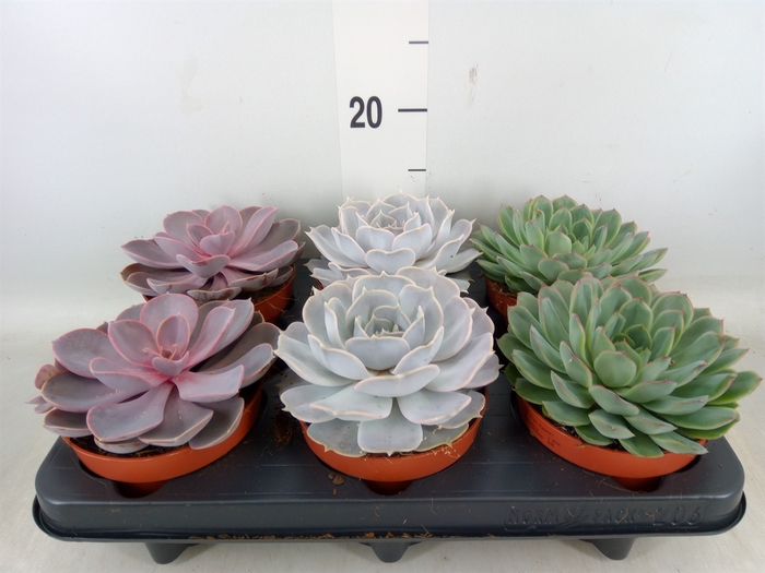 <h4>Echeveria   ...mix</h4>