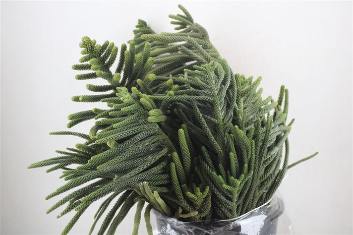 <h4>Araucaria Araucana P Bunch</h4>