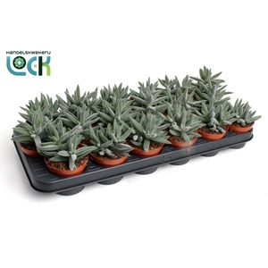 Crassula Silver