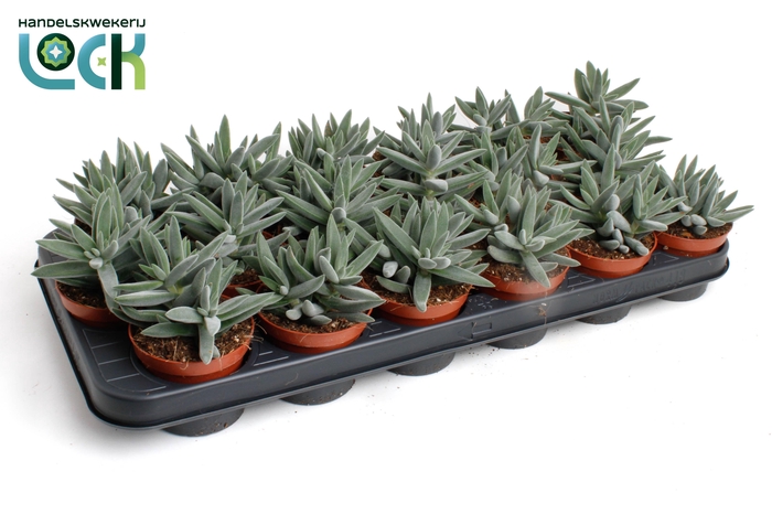 <h4>Crassula Silver</h4>