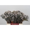 Kaaps Groen Silver Brunia