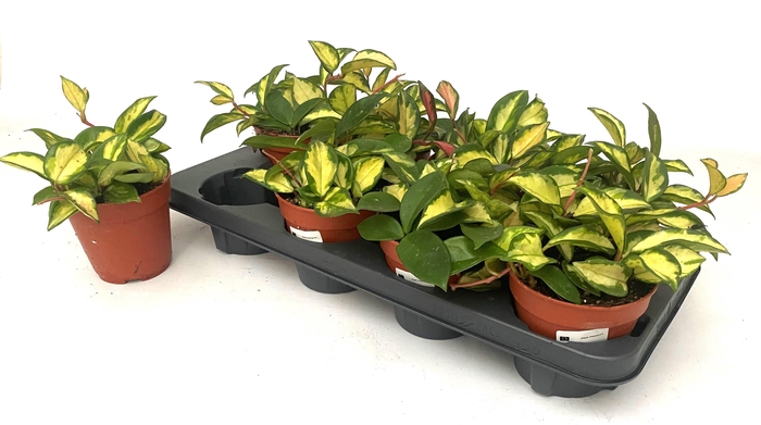 <h4>HOYA C TRICOLOR</h4>