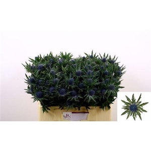 Eryngium Aquarius Qstar Blue 50cm