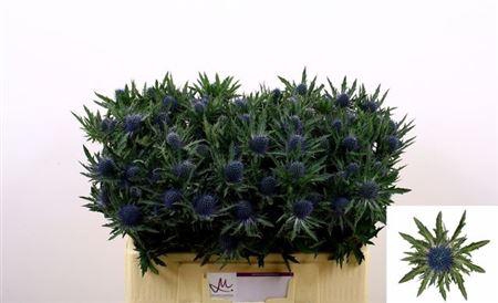 <h4>Eryn Aquarius Qstar 50cm</h4>