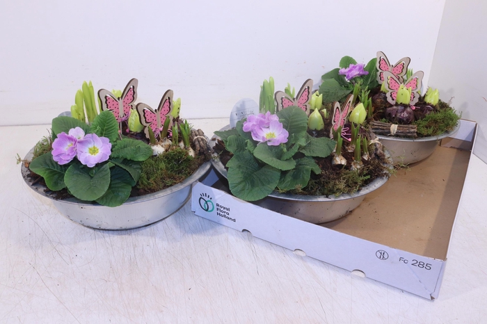 <h4>ARR TUINPLANTEN</h4>