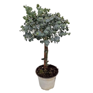 Eucalyptus Cinerea Silver Stem